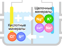 Минерализация